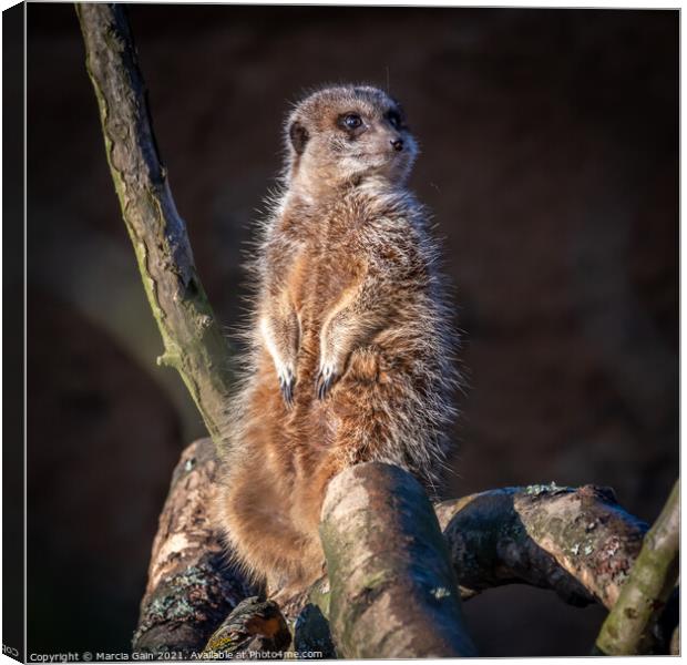 Meerkat lookout Canvas Print by Marcia Reay