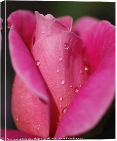 Pink Rose Canvas Print by Stephen Johnson