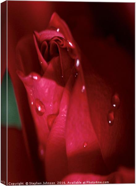 Red Rose Bud Canvas Print by Stephen Johnson