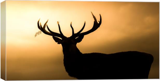 Wild Welsh mountain Stag Canvas Print by Chris Jones