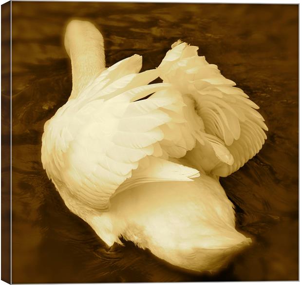Ruffled Feathers Canvas Print by Ros Ambrose