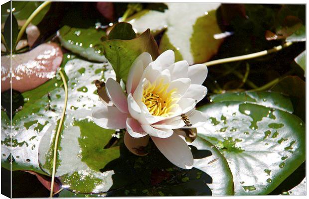 Waterlily Canvas Print by Ros Ambrose