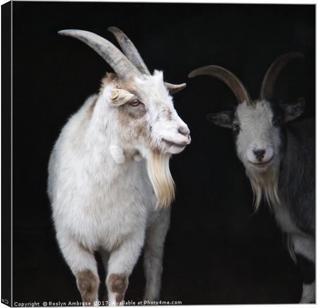 Watching Me Watching You Canvas Print by Ros Ambrose