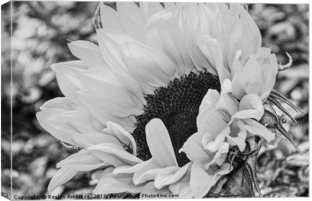 Sunflower's Radiant Embrace Canvas Print by Ros Ambrose