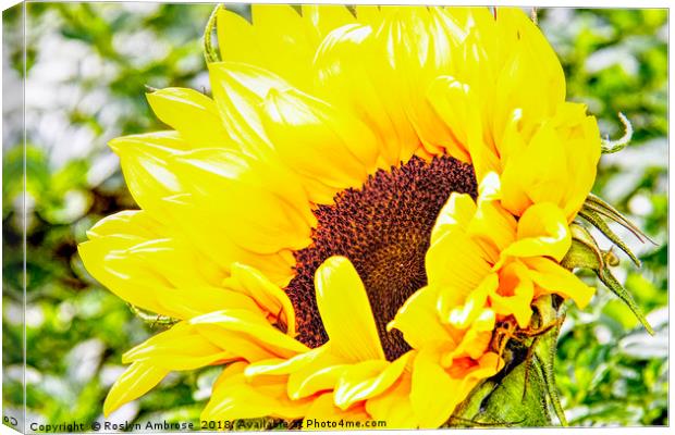 Sunflower Canvas Print by Ros Ambrose