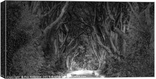 The Dark Hedges Ballymoney County Antrim Canvas Print by Ros Ambrose