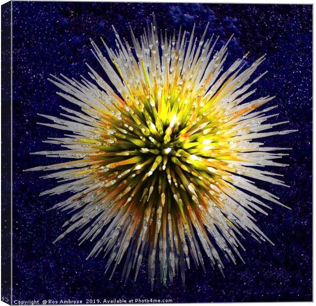 Star Burst Canvas Print by Ros Ambrose