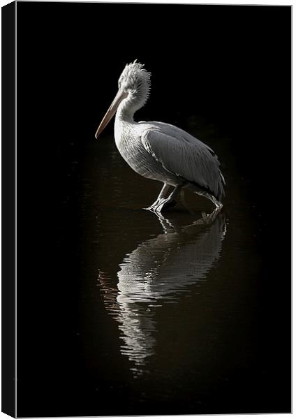  Pelican rock Canvas Print by James Tully
