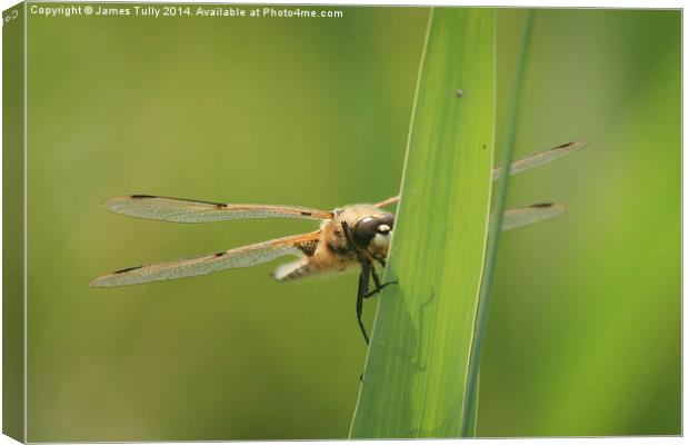  At rest, this four spotted dragonfly rests his wi Canvas Print by James Tully