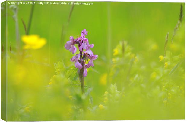  The emergence of a green-winged orchid through a  Canvas Print by James Tully