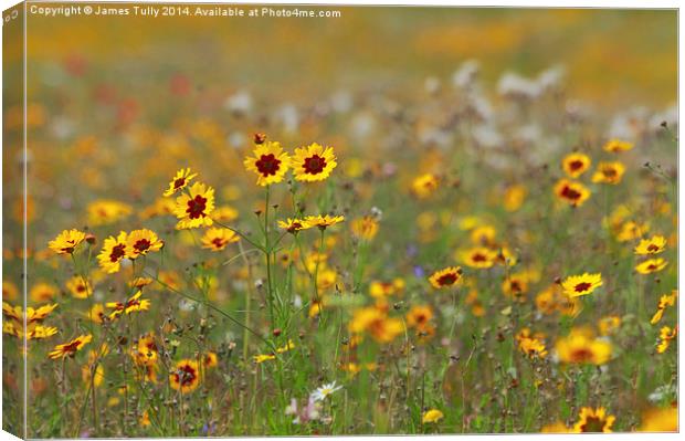  The splendid colors of a wildflower meadow Canvas Print by James Tully