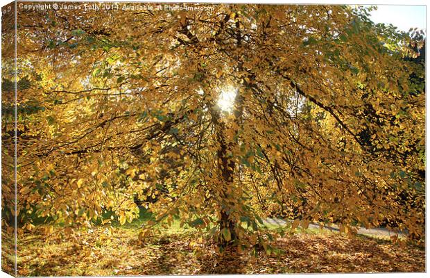  A blaze of yellow, this tree in full autumn colou Canvas Print by James Tully