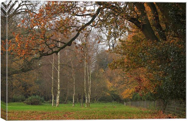  Silvery autumn colours perfectly framed by an oak Canvas Print by James Tully