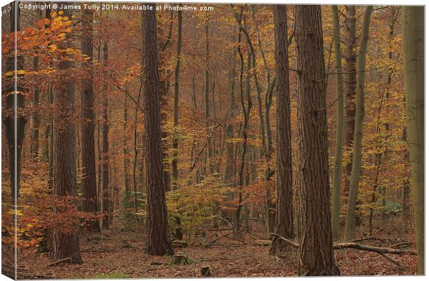 Autumn yellows of native beech and pine woodland. Canvas Print by James Tully