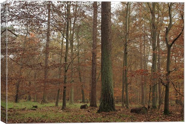 Misty autumn forest hues Canvas Print by James Tully