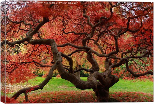 Amazing acer Canvas Print by James Tully