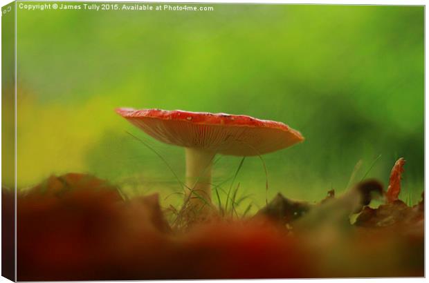  Fungal foray Canvas Print by James Tully