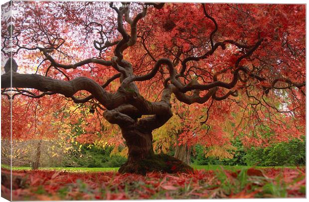  Acer magic Canvas Print by James Tully