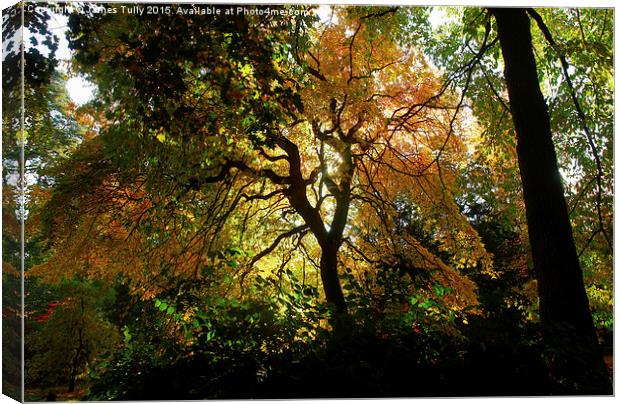  A golden fall Canvas Print by James Tully