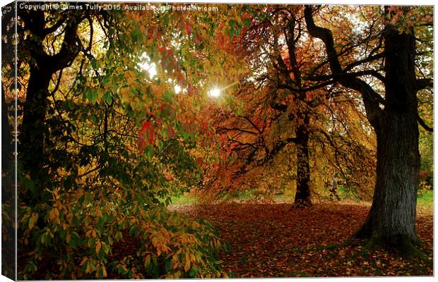  Autumn sun Canvas Print by James Tully