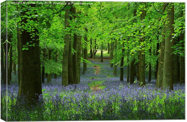  Into the woods Canvas Print by James Tully