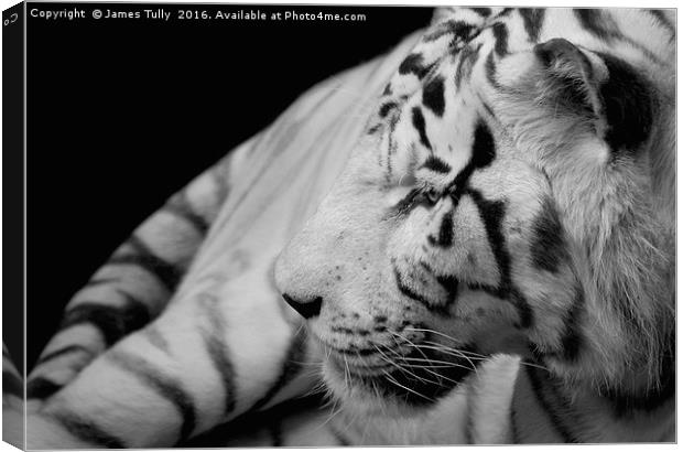 A tigers tail Canvas Print by James Tully