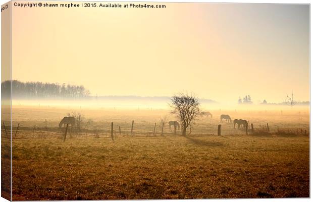  Misty morning on the farm Canvas Print by shawn mcphee I