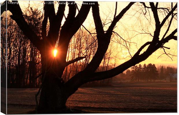  Frosty Sunrise Canvas Print by shawn mcphee I