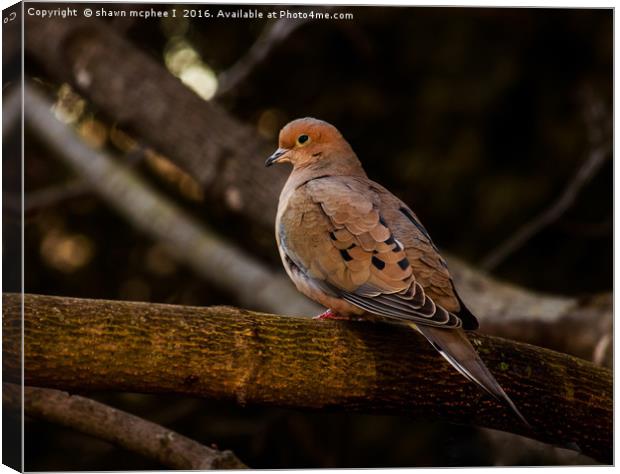 Morning Dove Canvas Print by shawn mcphee I