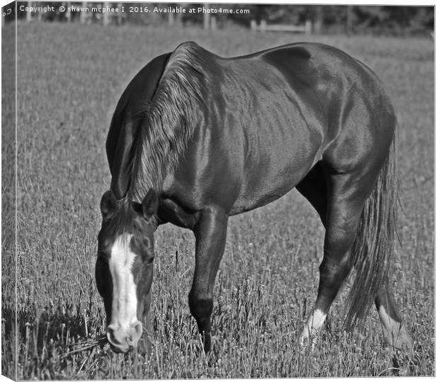 Grazing horse Canvas Print by shawn mcphee I