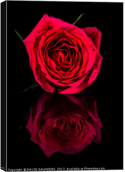 REFLECTIONS OF A RED ROSE Canvas Print by DAVID SAUNDERS