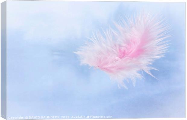 Water drop on a pink feather Canvas Print by DAVID SAUNDERS