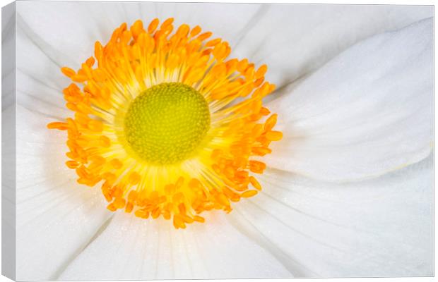 WHITE  COSMOS FLOWER WITH ORANGE CENTRE Canvas Print by DAVID SAUNDERS