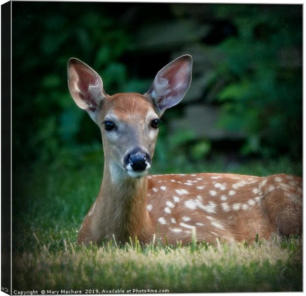 Fawn at Rest Canvas Print by Mary Machare