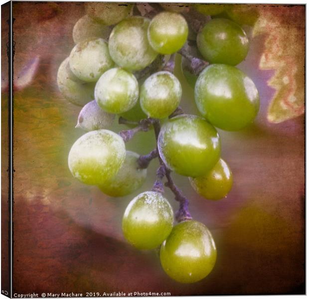 Grapes on the Vine Canvas Print by Mary Machare