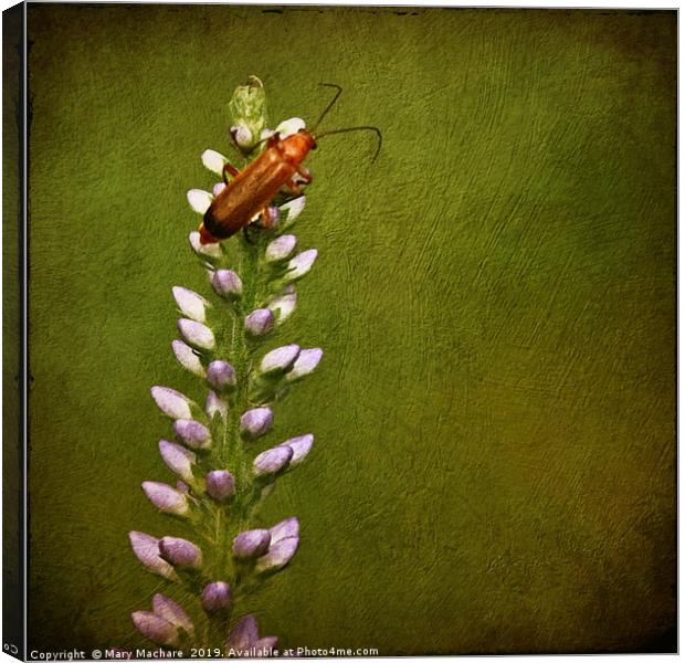 Red Beetle on Flower Canvas Print by Mary Machare