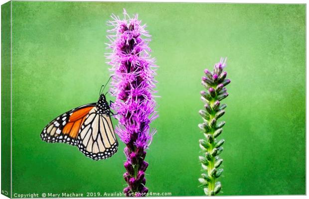 Monarch Butterfly on Blazing Star Canvas Print by Mary Machare