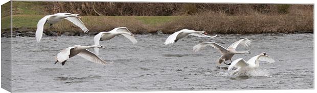  Swans In Flight Canvas Print by Alan Whyte