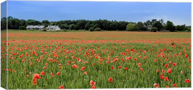  Field of Red Canvas Print by Alan Whyte