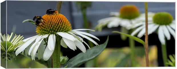  Bees On Gerbera Canvas Print by Alan Whyte