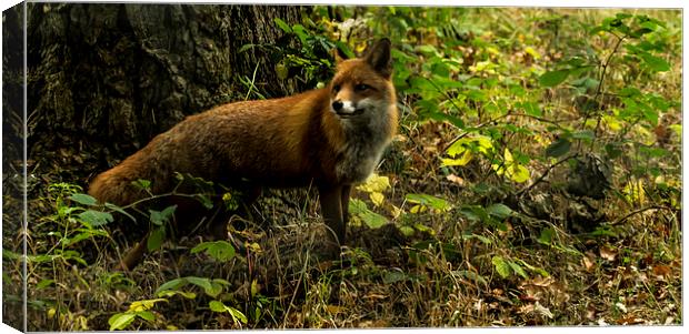  Red Fox Canvas Print by Alan Whyte