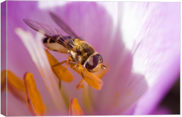  Wasp on Stamen Canvas Print by Alan Whyte