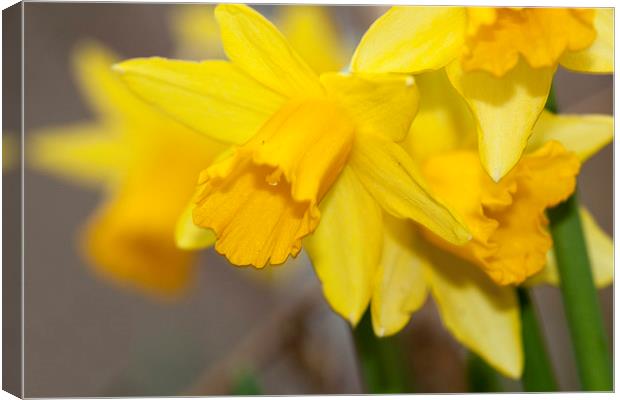  The Daffodls Canvas Print by Alan Whyte