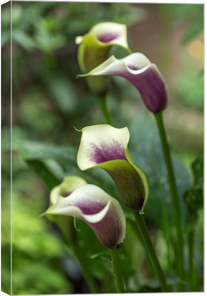  Calla Liily Canvas Print by Alan Whyte