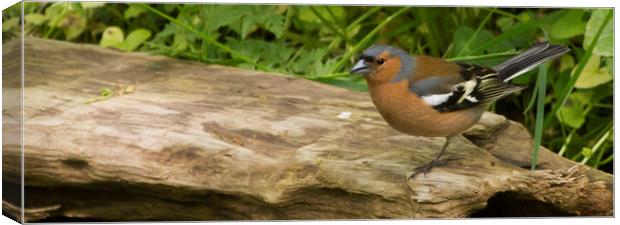 Chaffinch on log Canvas Print by Alan Whyte