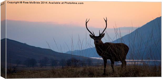 Etive stag Canvas Print by Ross McBride