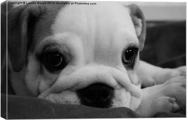  Bulldog puppy Canvas Print by Lauren Boyce