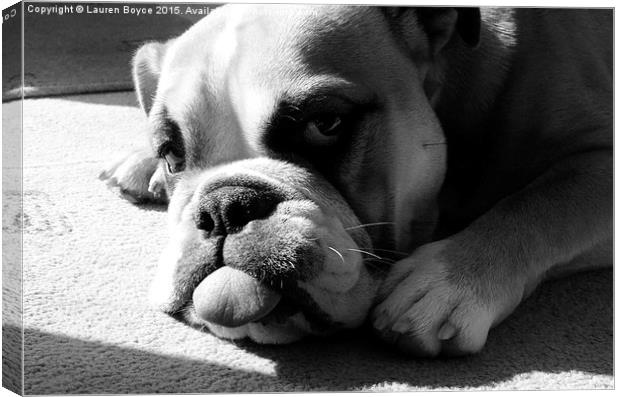 Bulldog laying in the sun Canvas Print by Lauren Boyce