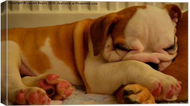 Bulldog puppy asleep on a blanket Canvas Print by Lauren Boyce