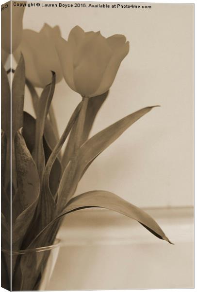 Three Tulips Canvas Print by Lauren Boyce